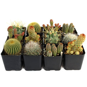 Cactus de Forma Única de Bajo Mantenimiento, Plantas del Desierto Resistentes a la Sequía, Cactus en Maceta Surtidos para Decoración del Hogar y Arreglos DIY - Product Image 5