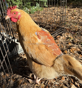 แผ่นรองหลังไก่สำหรับแม่ไก่ ผ้ากันเปื้อนป้องกันขนไก่ แผ่นป้องกันขนไก่สำหรับแม่ไก่ แผ่นรองสำหรับผสมพันธุ์ไก่ แผ่นรองหลังไก่แบบปรับได้ เสื้อกั๊กสำหรับแม่ไก่ - Product Image 2
