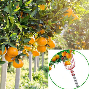 Pôle cueilleur de fruits avec panier Outil de cueilleur de fruits télescopique avec longue poignée - Product Image 3