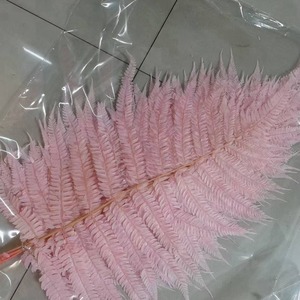 Feuilles <span class=keywords><strong>de</strong></span> fougère séchées naturelles en gros pour la décoration intérieure – Grandes feuilles <span class=keywords><strong>de</strong></span> fougère préservées - Product Image 4