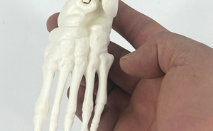 Modelo de <span class=keywords><strong>Esqueleto</strong></span> <span class=keywords><strong>Humano</strong></span> de PVC de 85 cm de Altura para Ciencias Médicas, Material de PVC, <span class=keywords><strong>Huesos</strong></span> Blancos, Imagen Clara e Intuitiva de los <span class=keywords><strong>Huesos</strong></span> - Product Image 5