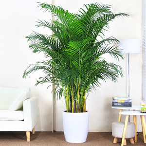 Bonsái de Primera Calidad, NUEVO Diseño, Dypsis <span class=keywords><strong>Lutescens</strong></span>, para Decoración de Interiores, Planta Tropical Perenne, Plantas Ornamentales Vivas - Product Image 6