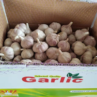 Hete Verkoop Chinese Verse Normale/Pure Witte Knoflook Verse Groenten Alho Ail Groothandel Knoflook Prijs Voor Voedsel Koken