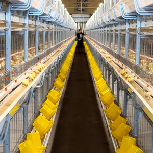 Poulailler Cage pour poulets de chair en acier galvanisé à chaud durable avec système d'alimentation et d'<span class=keywords><strong>arrosage</strong></span> <span class=keywords><strong>automatique</strong></span> efficace - Product Image 3
