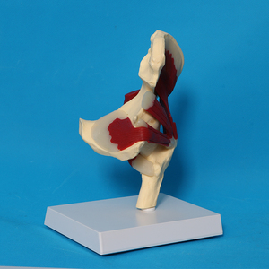 Modelo de músculo de ligamento de articulación de cadera de anatomía esquelética humana - Product Image 4