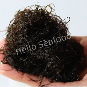 Algues Gracilaria séchées de qualité supérieure soigneusement traitées avec une teneur en humidité minimale - Product Image 6