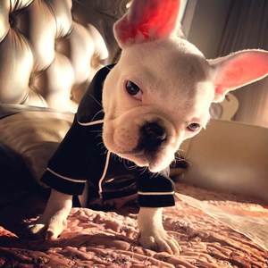 Pakaian Tidur Hewan Peliharaan, Pakaian Hewan Peliharaan Modis, Baju Anjing, Mantel Mewah, Jaket, Pakaian Santai untuk Anjing dan Kucing Ukuran Kecil dan Sedang - Product Image 5