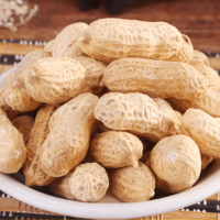 Kacang Tanah Panggang Kering Rasa Kenari Cina Terlaris dalam Kemasan Vakum Kecil Harga Grosir Kompetitif