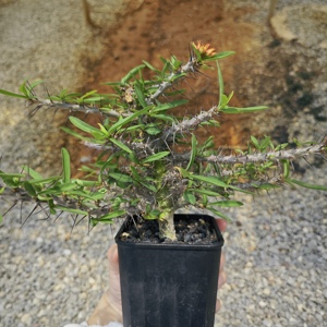 [Euphorbia Pedilanthoides] <span class=keywords><strong>Cactus</strong></span> Raro Imitador <span class=keywords><strong>de</strong></span> Pájaros, Proveedor con MOQ Bajo, Certificado Fitossanitario, Suculenta Exótica <span class=keywords><strong>de</strong></span> Caudex - Product Image 4