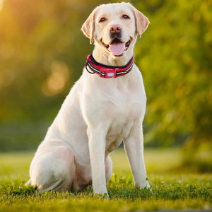 Collier pour chien en nylon rembourré de haute qualité avec rubans imprimés à libération rapide et boucle colorée - Product Image 6