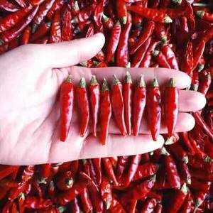 100% 天然优质干红辣椒批发散装供应商正宗风味中国 - Product Image 4