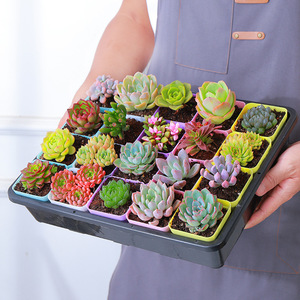 <b>Rectangular</b> Seedling Tray 20 Cells Drainage Hole Multi Purpose <b>Plant</b> <b>Pot</b> Rack For Succulent Vegetable Leaf Cutting - Product Image 2