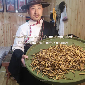 1g 2 pezzi Tibet 5A Cordyceps Sinensis erba selvatica preziosa biologica per la tintura estratto di Capsule intero autentico Dong Chong Xia Cao - Product Image 5