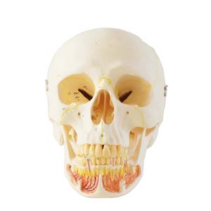 चिकित्सा संरचनात्मक खोपड़ी मॉडल के साथ चिकित्सकीय रूट तंत्रिका Mandibular ऊतक - Product Image 1