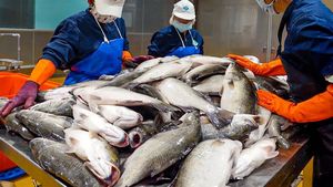 Máy cắt và làm sạch cá bằng thép không gỉ cho nhà máy chế biến hải sản |   Đơn vị chế biến thực phẩm thương mại - Product Image 6