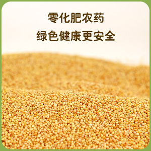 Millet décortiqué pour oiseaux 1,0 kg pour perruches et agapornis Alimentation pour animaux de compagnie - Product Image 4
