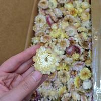 Vente en gros tout-en-un de petites têtes de fleurs séchées naturelles en paille : Chrysanthème et Marguerite pour Noël et la Fête des Mères