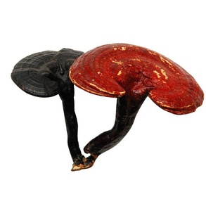 Экстракт грибов Lingzhi & <span class=keywords><strong>Reishi</strong></span>, сушеный кофе - Product Image 6