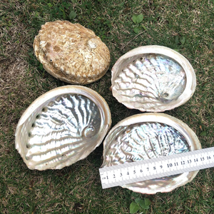 13-15cm cổ phiếu Chất lượng cao bán buôn nguyên liệu tự nhiên xóa bào ngư vỏ biển cho Smudging giọng trang trí - Product Image 4