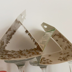 Pièges à <span class=keywords><strong>mites</strong></span> pour mouches, garantie 1 an, écologiques, portables, gel anti-parasites - Product Image 2