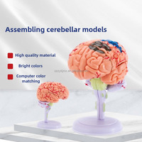 Modèle de cerveau humain miniature éducatif, en PVC, décomposable, avec 32 pièces amovibles pour les sciences médicales