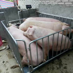 Báscula Ganadera Antideslizante Yajin |   Báscula Electrónica para Pesar Cerdos/Vacas/Ovejas |   Capacidad de 1 Tonelada/3t |   Garantía de 3 meses | - Product Image 1