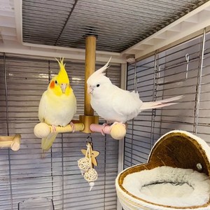 <strong>Wholesale</strong> Natural Color Wooden Parrot Swing Stairs <strong>Toys</strong> Chewing Wooden Cage <strong>Bird</strong> Perch Climbing Frame - Product Image 1