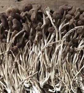 Cha Shu Gu เห็ดต้นป็อปสีดำทั้งต้นแบบใหม่ Cyclocybe aegerita DRY <span class=keywords><strong>yanagi</strong></span> Matsutake สำหรับขาย - Product Image 2