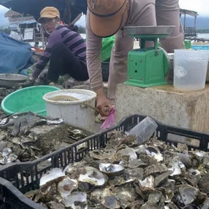Viet Delta Eco-Friendly Scallop & Clam Shell Fertilizer and <b>Soil</b> Conditioner in <b>Bag</b> 1kg - Product Image 1