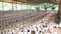 Buveur suspendu Buveur automatique de poulet Buveur de mamelon en métal Système d'abreuvement de volaille