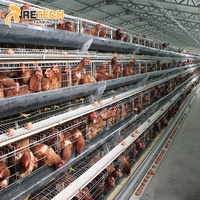 Cage à poules pondeuses automatique pour élevage avicole, système en batterie, à vendre