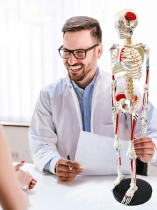 Giải Phẫu Mô Hình Bộ Xương Con Người Nhựa FRP 008 Vật Liệu PVC Bao Gồm Cơ Bắp Nguồn Gốc Và Chèn Sơn 85Cm Mô Hình Giải Phẫu - Product Image 3