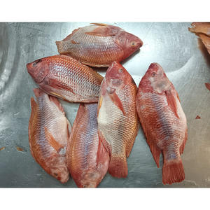 Tilapia Roja congrelada <span class=keywords><strong>rosa</strong></span> Tilapia congelato <span class=keywords><strong>pesce</strong></span> Tilapia rosso congelato - Product Image 1