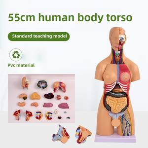 Modèle d'anatomie du torse masculin et féminin en PVC de 55cm avec 21 pièces détachables modèle d'organes internes d'organes humains d'éducation de la petite <span class=keywords><strong>enfance</strong></span> - Product Image 6