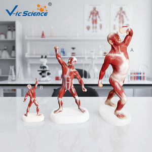 Modelo Anatómico de Músculos Superficiales del Hombre, Torso Mini Biseccionado para Entrenamiento Médico <span class=keywords><strong>en</strong></span> Escuelas y Hospitales, Material PVC - Product Image 5