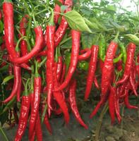Extrait de plante Huile essentielle de piment chaud 100% naturel fait à la main avec des poivrons frais Huile de piment gourmet