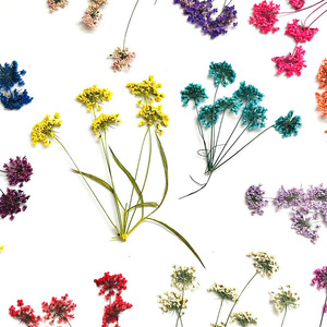 Offre Spéciale : Fleurs <span class=keywords><strong>de</strong></span> dentelle <span class=keywords><strong>de</strong></span> Queen Anne séchées et pressées, multi-têtes, pour résine époxy, bijoux, coques <span class=keywords><strong>de</strong></span> téléphone et artisanat - Product Image 1