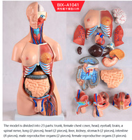 Modelo Anatómico de PVC de 85 cm para Ciencias Médicas - 23 Partes, Modelo de Torso de Ambos Sexos, para Enseñanza Escolar, Demostración Anatómica Detallada