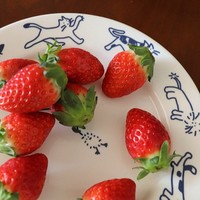 Assiettes à dessert en céramique mignonnes pour chats et chiens, assiettes plates créatives pour gâteaux, cuisine occidentale, pâtes et fruits, pour la maison