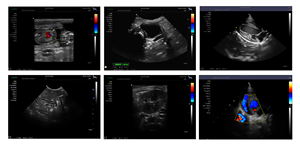 Escáner Portátil <span class=keywords><strong>de</strong></span> Ultrasonido Veterinario en Blanco y Negro para Mascotas (Gatos, Perros, Vacas) para Venta en Clínicas y Hospitales Veterinarios - Product Image 4