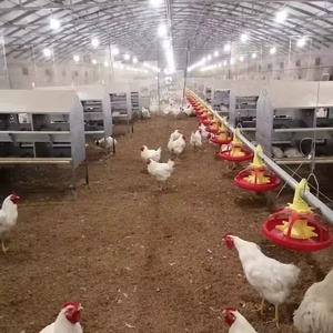 Boîte de collecte de <span class=keywords><strong>poules</strong></span> <span class=keywords><strong>pondeuses</strong></span> bon marché antirouille pour <span class=keywords><strong>poules</strong></span> <span class=keywords><strong>pondeuses</strong></span> en Amérique petite <span class=keywords><strong>ferme</strong></span> avicole personnelle - Product Image 4