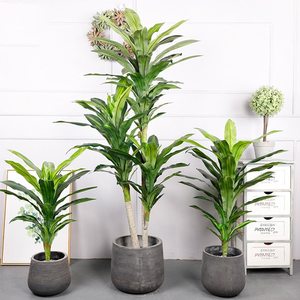 Plantes Artificielles d'<span class=keywords><strong>Intérieur</strong></span> en Plastique à Feuilles Persistantes avec Pots Arbres Artificiels faux Dracaena Fragrans - Product Image 2