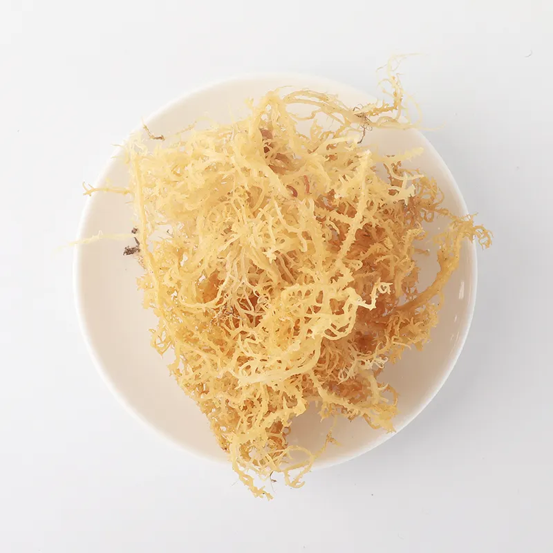 Raw Dried Pure Gold Irish Sea Moss Healthy Organic Dry Bulk Wildcrafted OEM For Sea Moss Gel