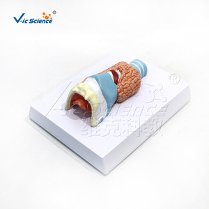Vic Education : Modèle de la thyroïde, structure anatomique du système respiratoire humain - Product Image 5