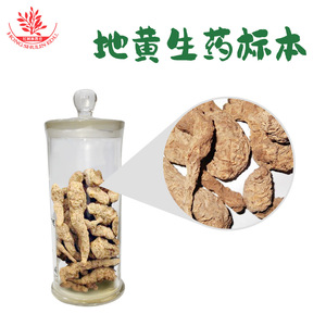 Spécimens préservés de Rehmannia glutinosa, une plante naturelle et cultivée artificiellement, sont conservés dans des bocaux en verre. - Product Image 3
