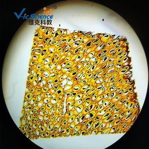 Sección de endósperma de caqui; plasmodesmátas visibles; portaobjetos de microscopio para observar muestras de células vegetales en biología de secundaria. - Product Image 2