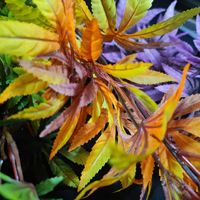 Penjualan Langsung Pabrik Tanaman Buatan Daun Ungu Sutra Maple Jepang untuk Dekorasi Dalam Ruangan