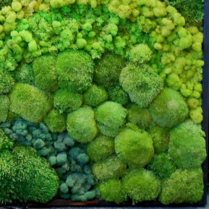 Commercio all'ingrosso di colore verde conserve di fresco <span class=keywords><strong>muschio</strong></span> naturale per le decorazioni murali <span class=keywords><strong>muschio</strong></span> <span class=keywords><strong>artificiale</strong></span> della parete - Product Image 4