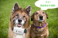 Tkstar Tk909 Mini Traceur GPS pour Animaux de Compagnie, Collier Intelligent pour Chiens et Chats, Localisateur avec GPRS, Application PC et iOS, Garantie 1 An
