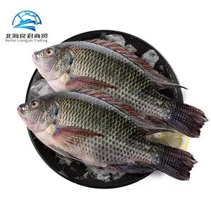 Wholesale factory prices live fish tilapia frozen whole round black tilapia fish food